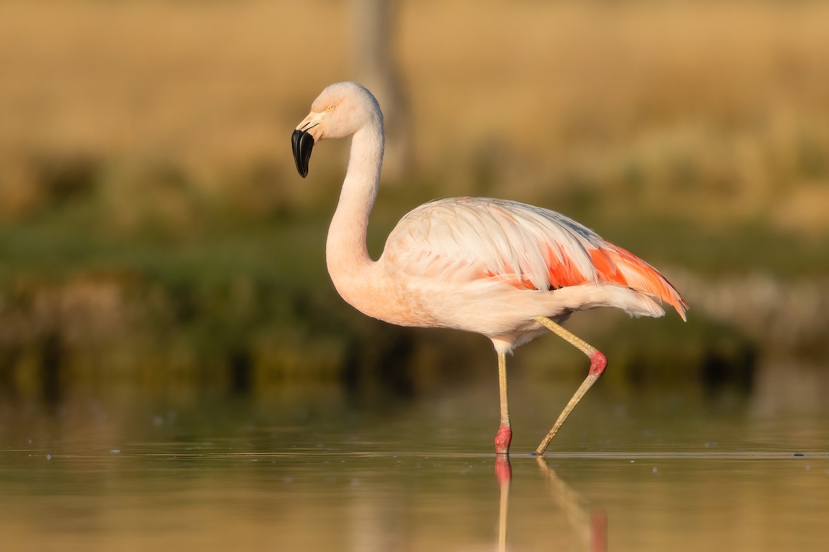Chilean Flamingo - ML617734039