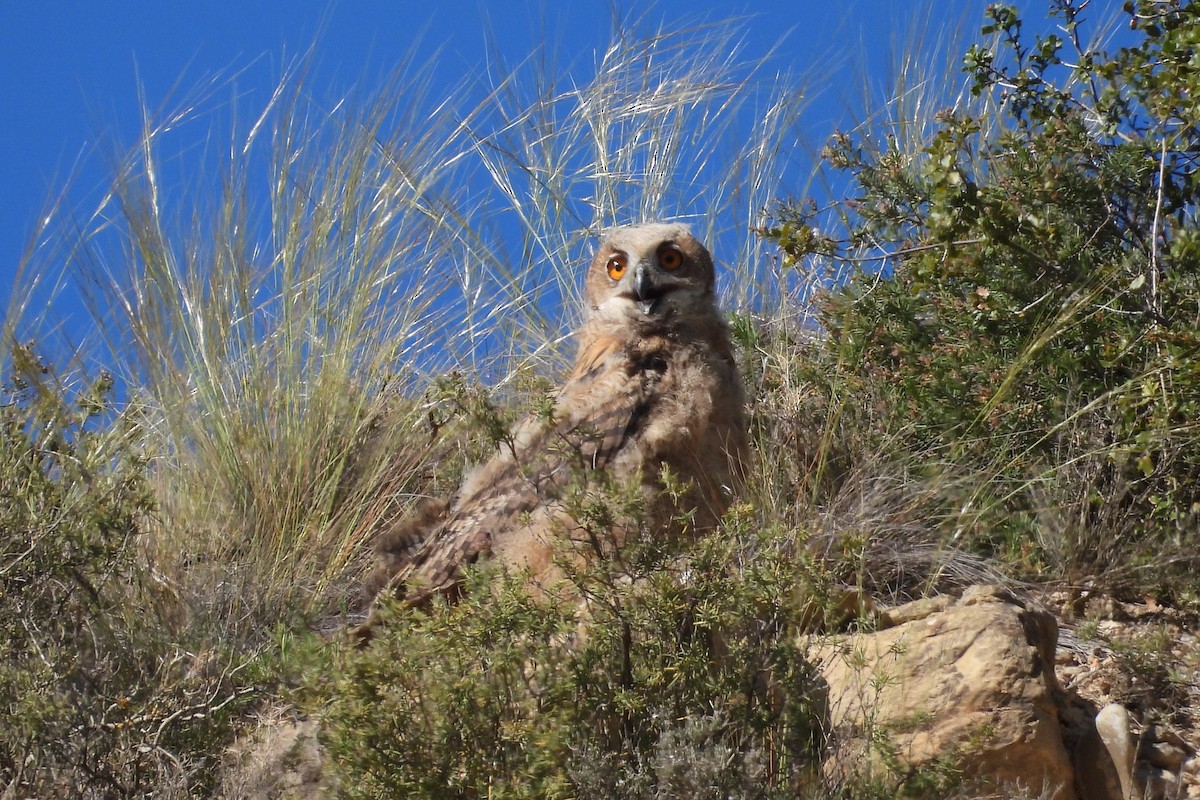 Eurasian Eagle-Owl - Juan Manuel Pérez de Ana