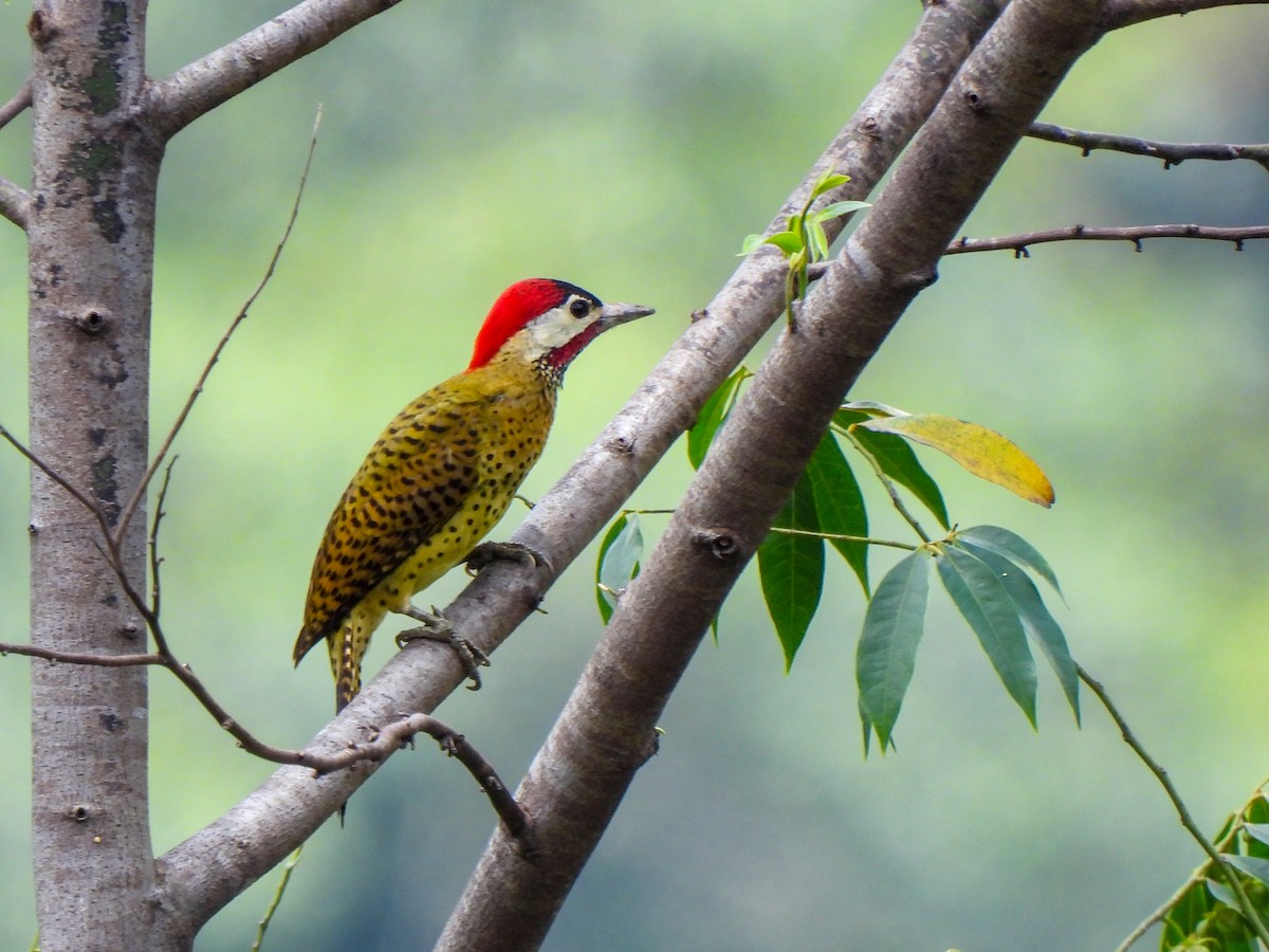 Spot-breasted Woodpecker - ML617734136