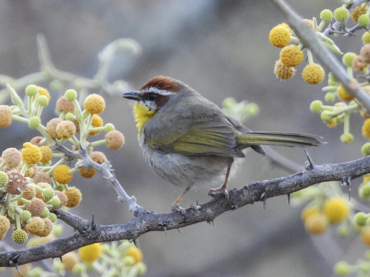Rufous-capped Warbler - ML617734156