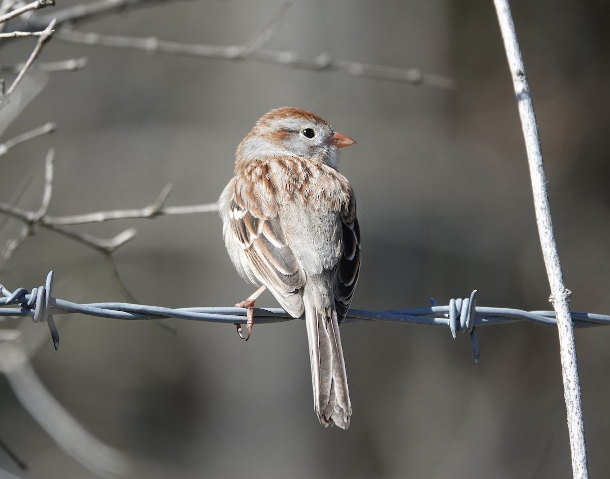 Field Sparrow - ML617734170