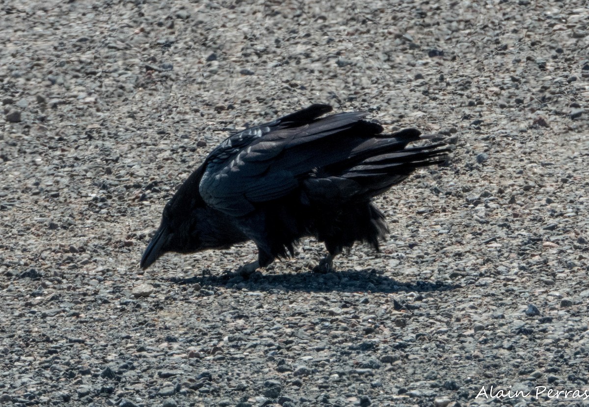 Common Raven - ML617734207