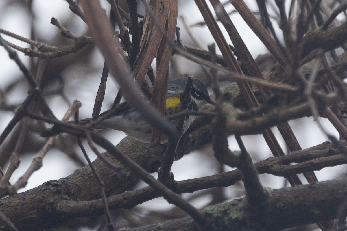 Yellow-rumped Warbler (Myrtle) - ML617734292