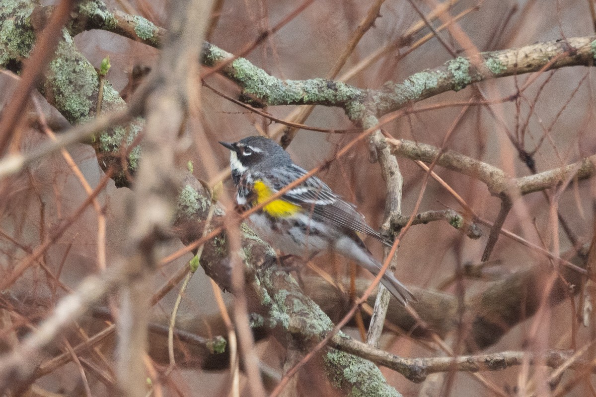 Yellow-rumped Warbler (Myrtle) - ML617734295