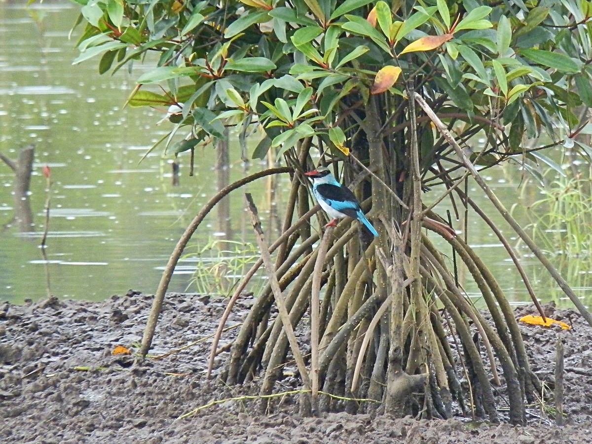 Blue-breasted Kingfisher - ML617734311