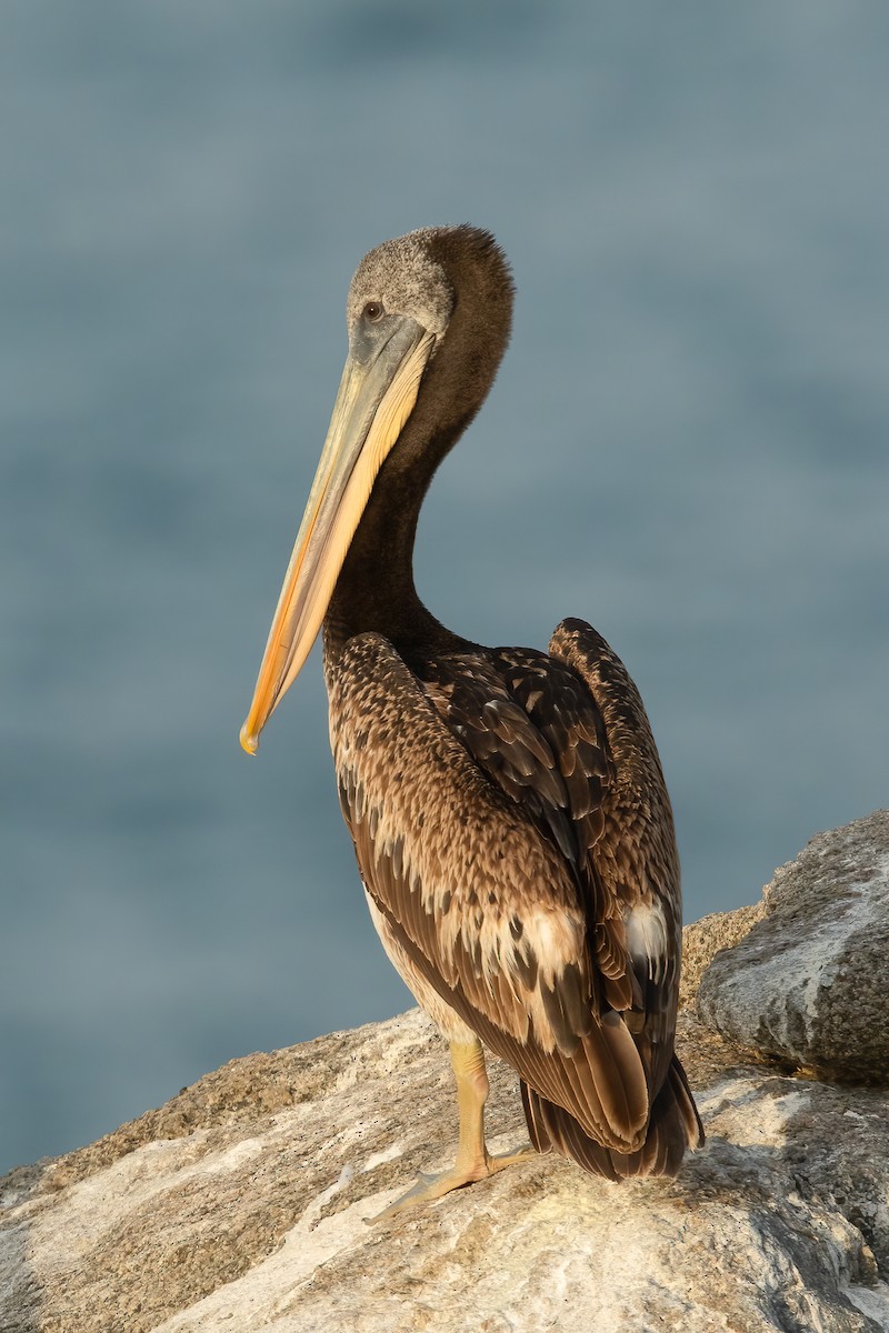 Peruvian Pelican - Ilya Povalyaev