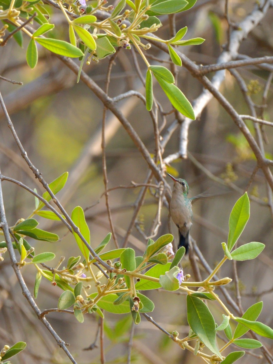 kolibřík zlatohlavý - ML617734384