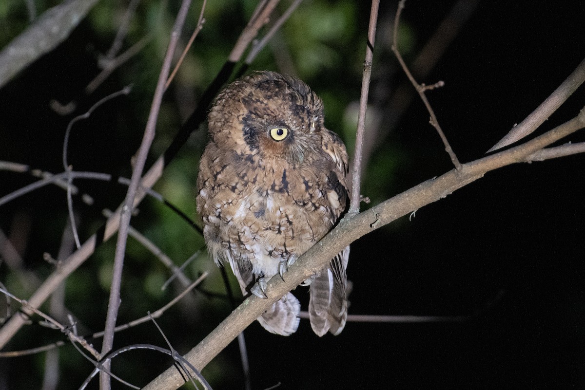 Montane Forest Screech-Owl - ML617734409
