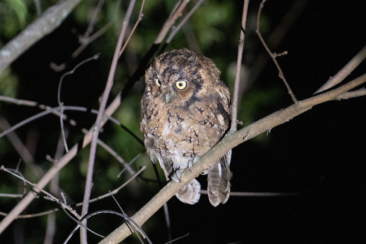 Montane Forest Screech-Owl - ML617734411