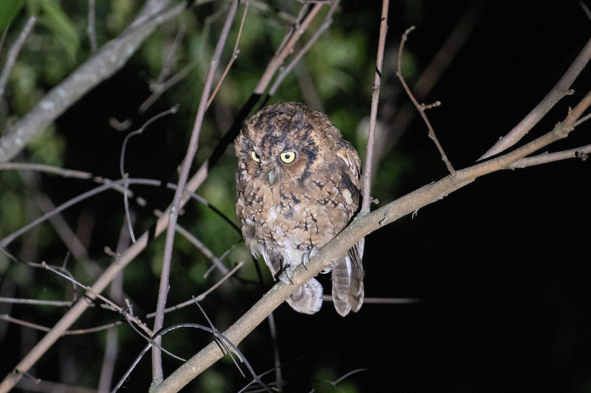 Montane Forest Screech-Owl - ML617734412