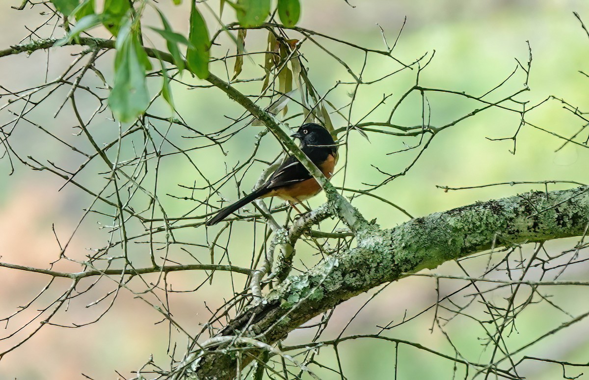 Eastern Towhee (White-eyed) - Pam Vercellone-Smith