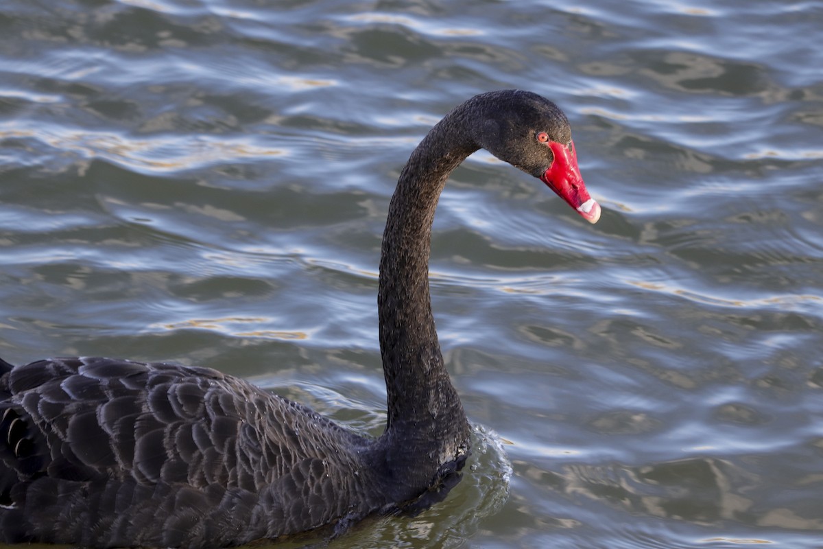 Black Swan - Warren Rowland