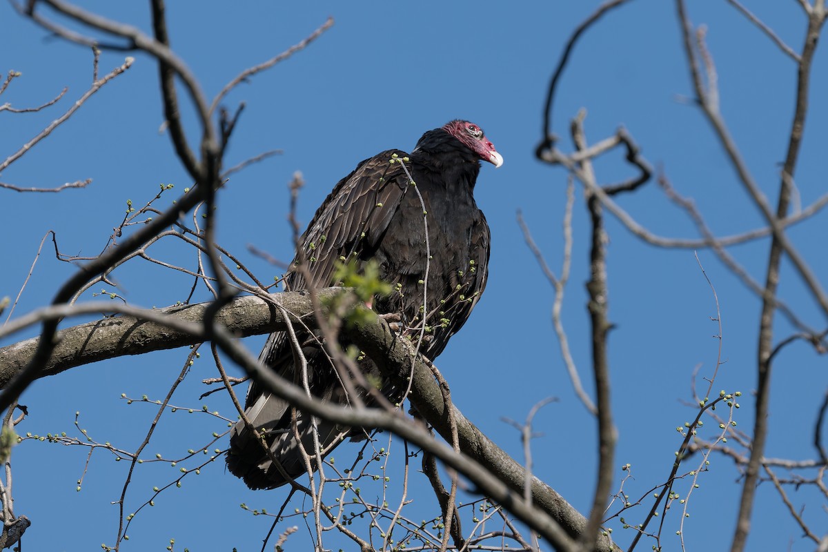 Turkey Vulture - ML617734532