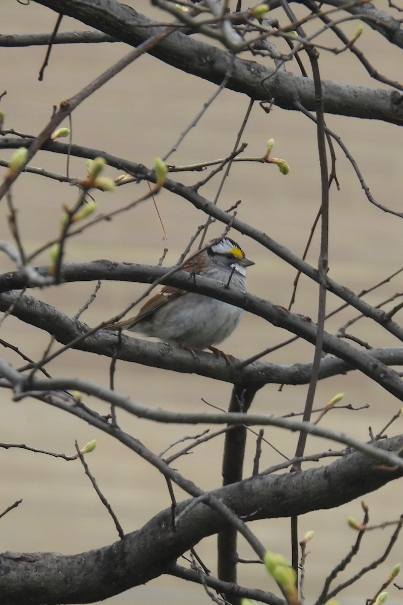 White-throated Sparrow - ML617734553