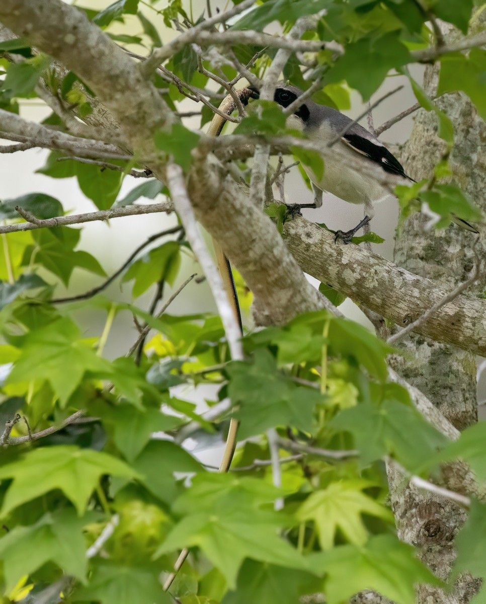 Loggerhead Shrike - Araks Ohanyan