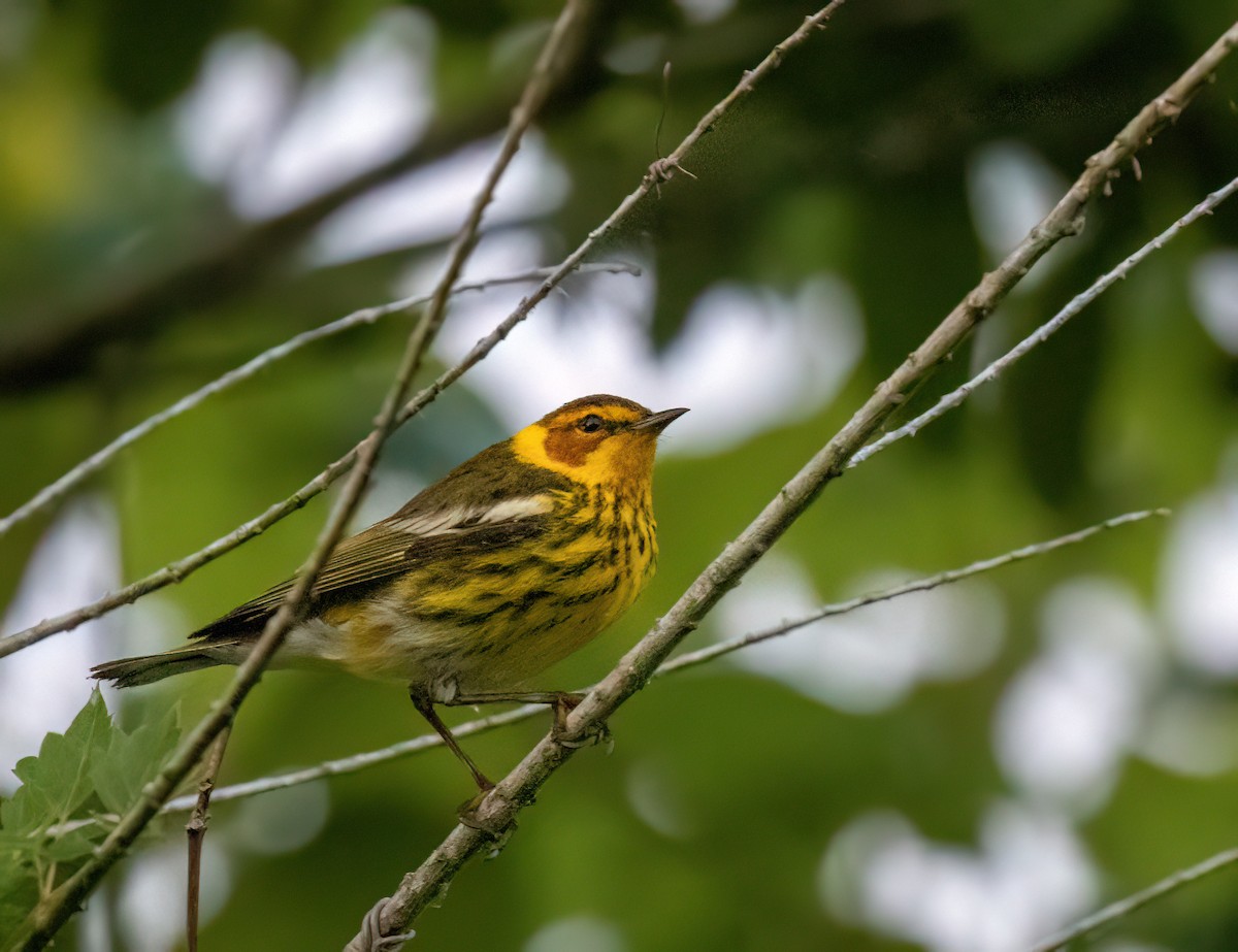 Cape May Warbler - ML617734620