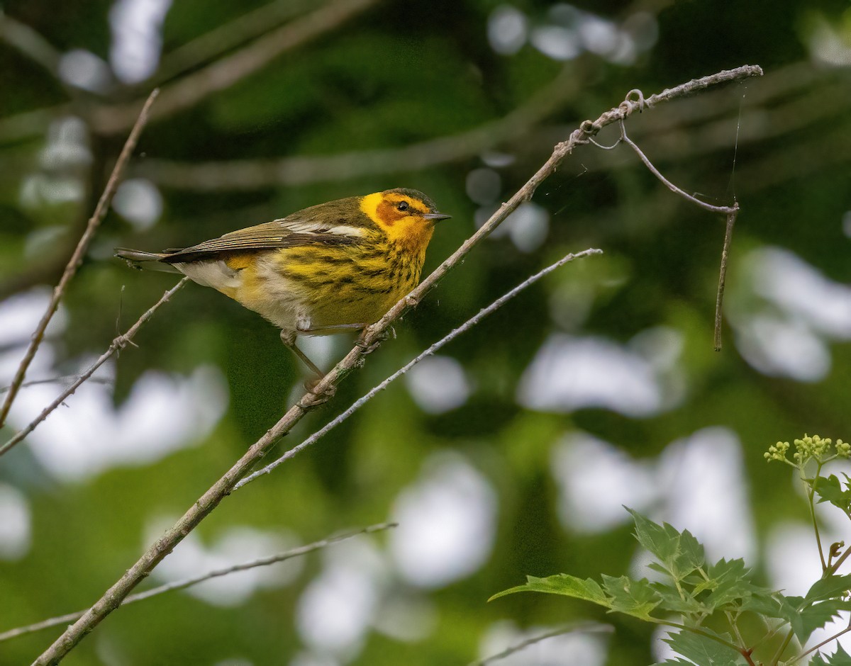 Cape May Warbler - ML617734621