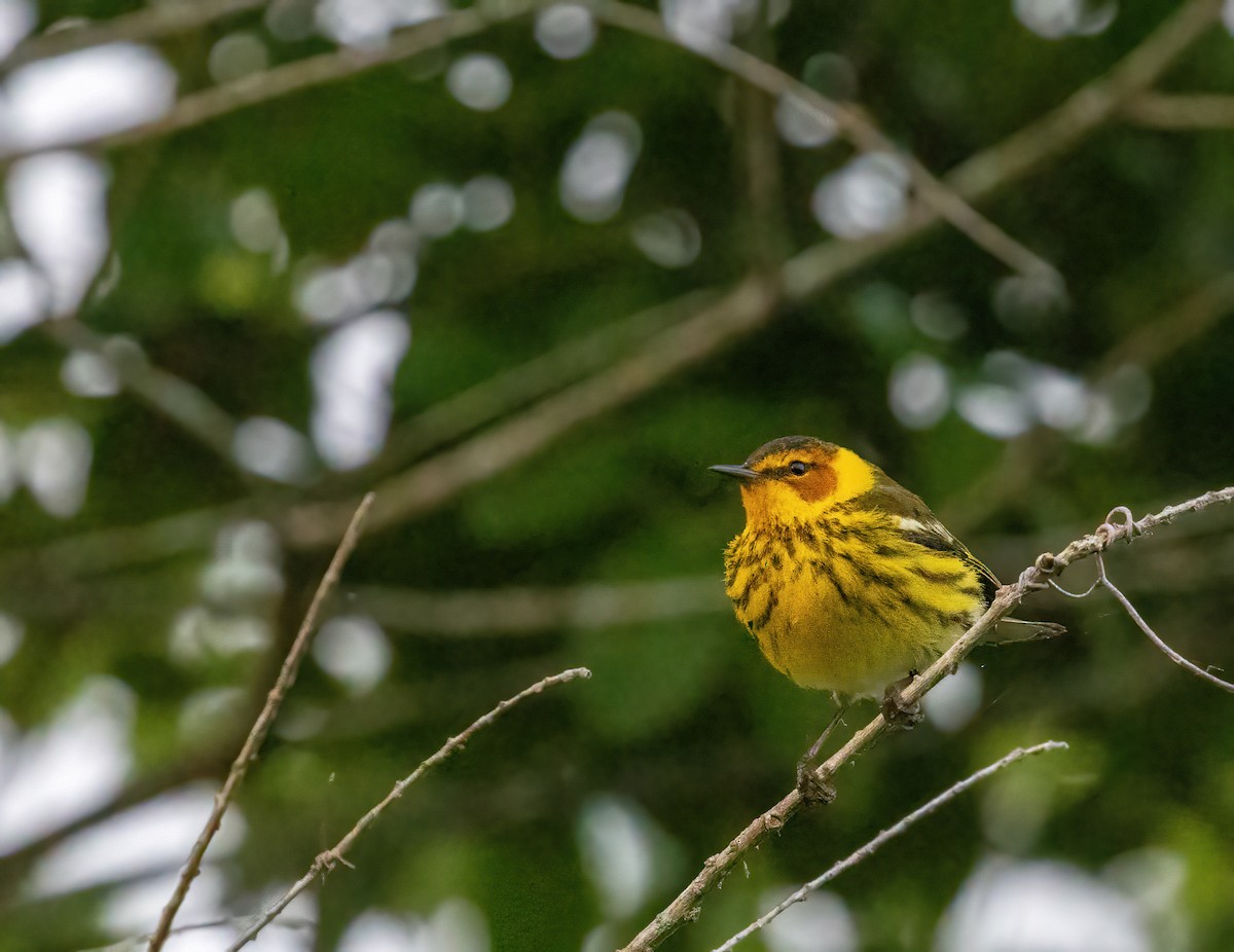 Cape May Warbler - ML617734626