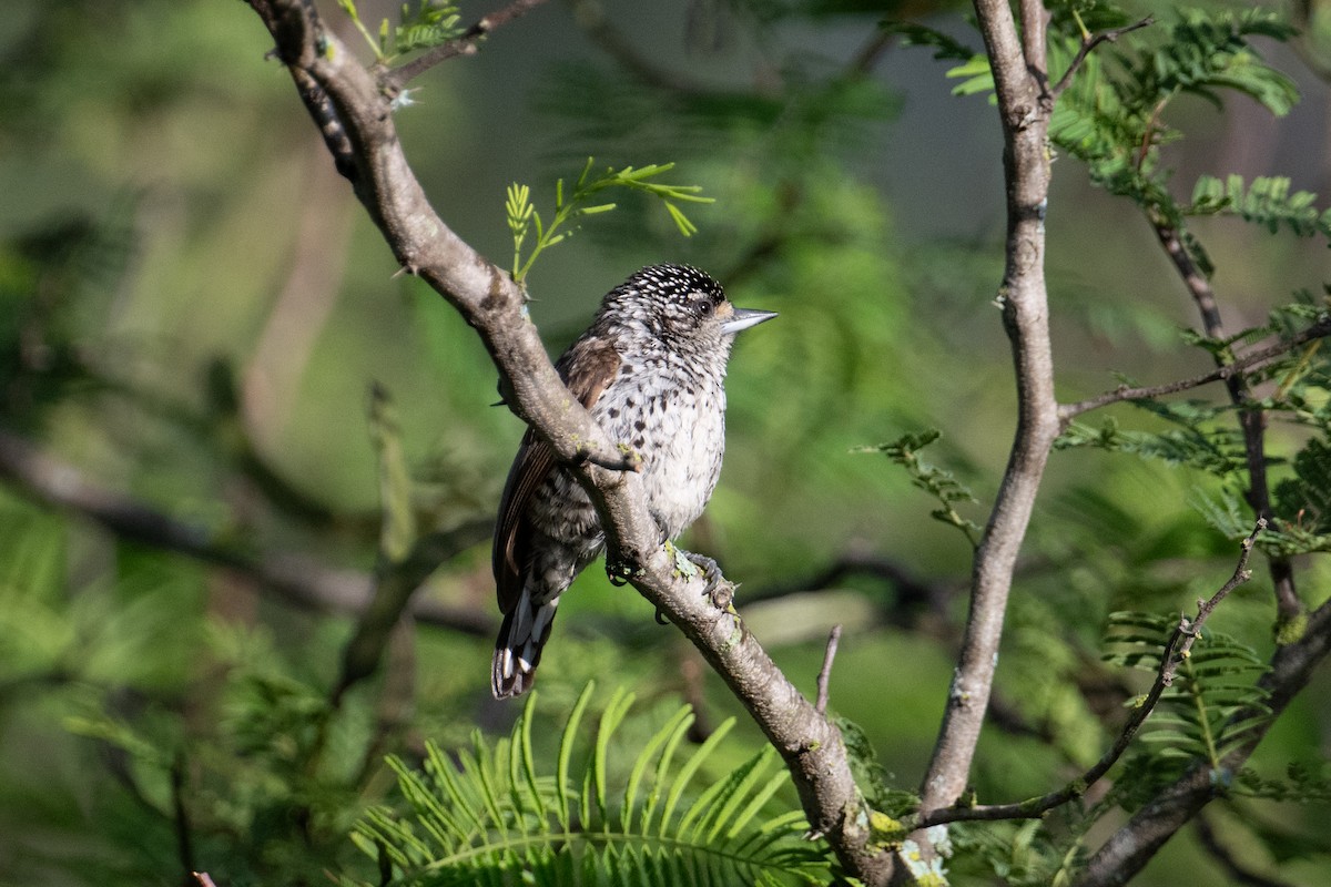 White-barred Piculet - ML617734735
