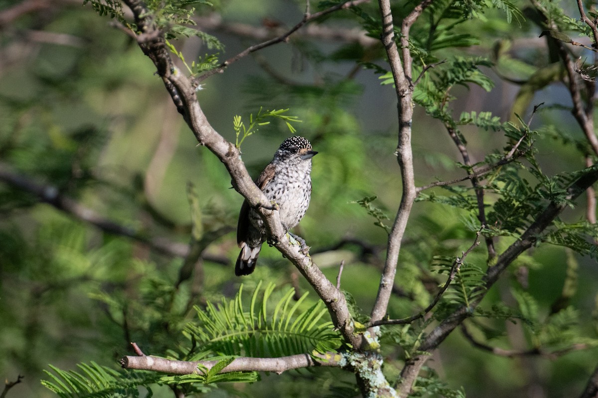 White-barred Piculet - ML617734737