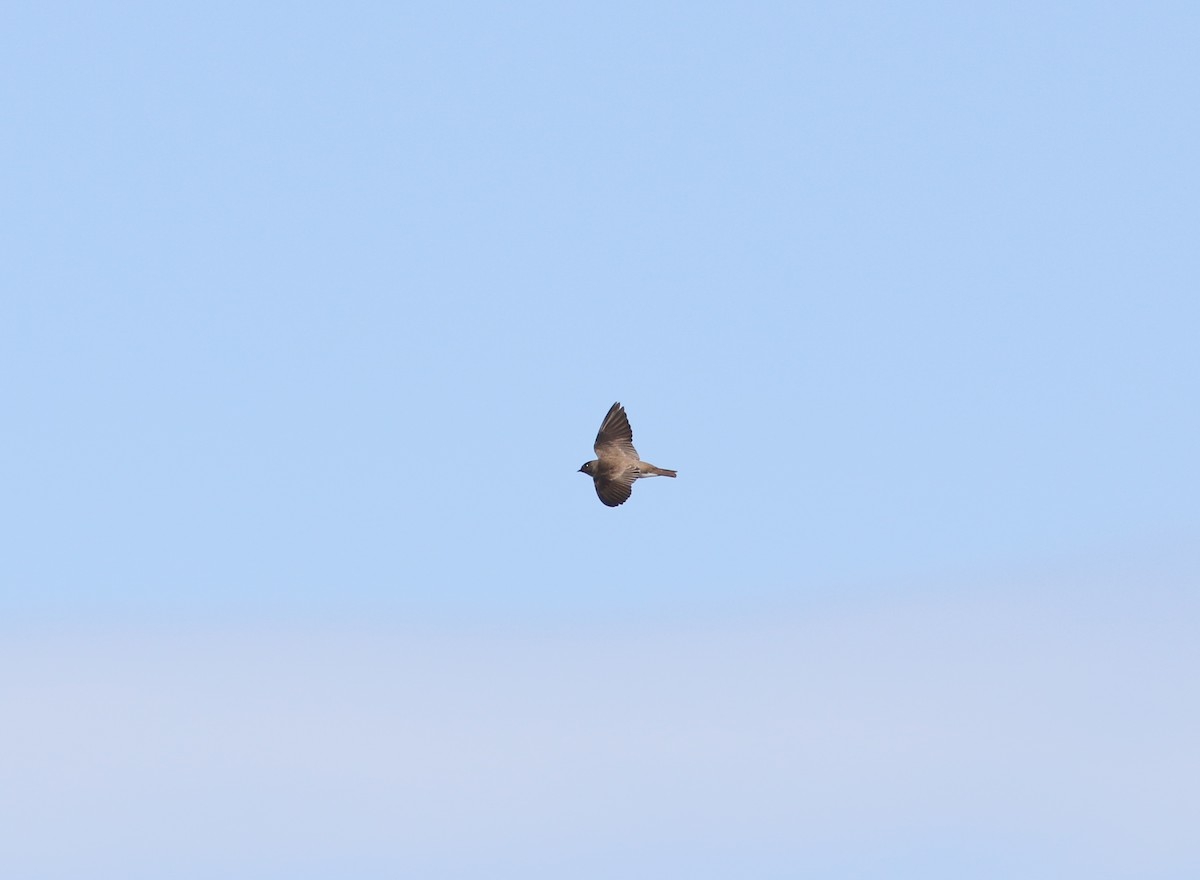 Northern Rough-winged Swallow - ML617734743