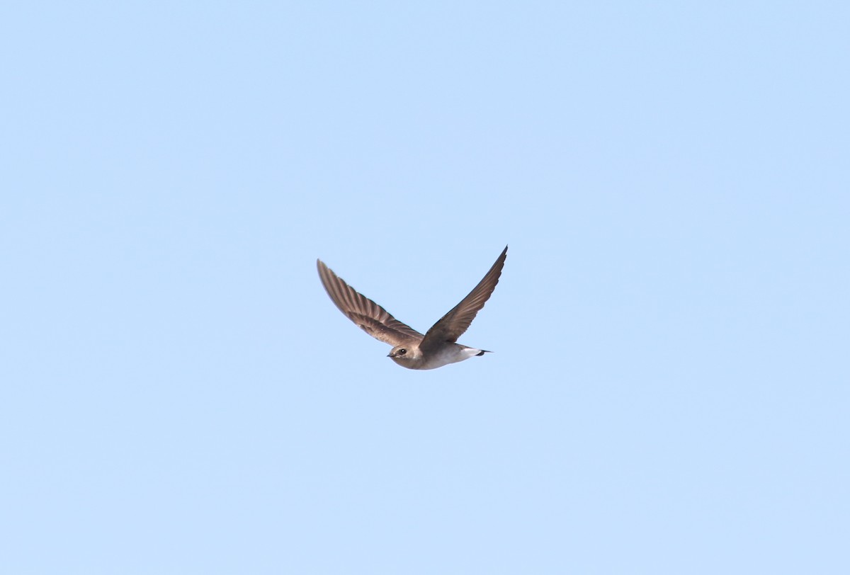 Northern Rough-winged Swallow - Hannah Toutonghi