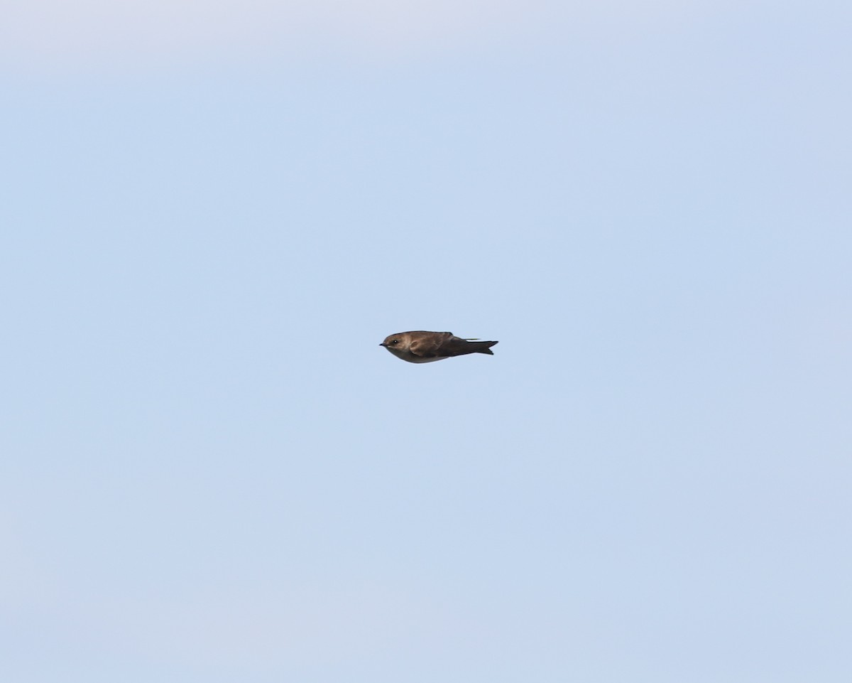 Northern Rough-winged Swallow - ML617734745