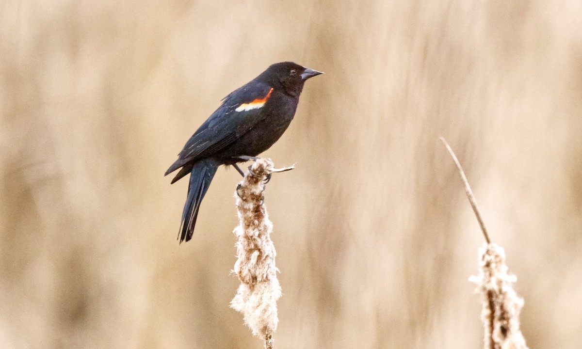 Red-winged Blackbird (Red-winged) - ML617734852