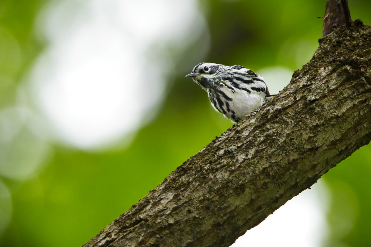Black-and-white Warbler - ML617734870
