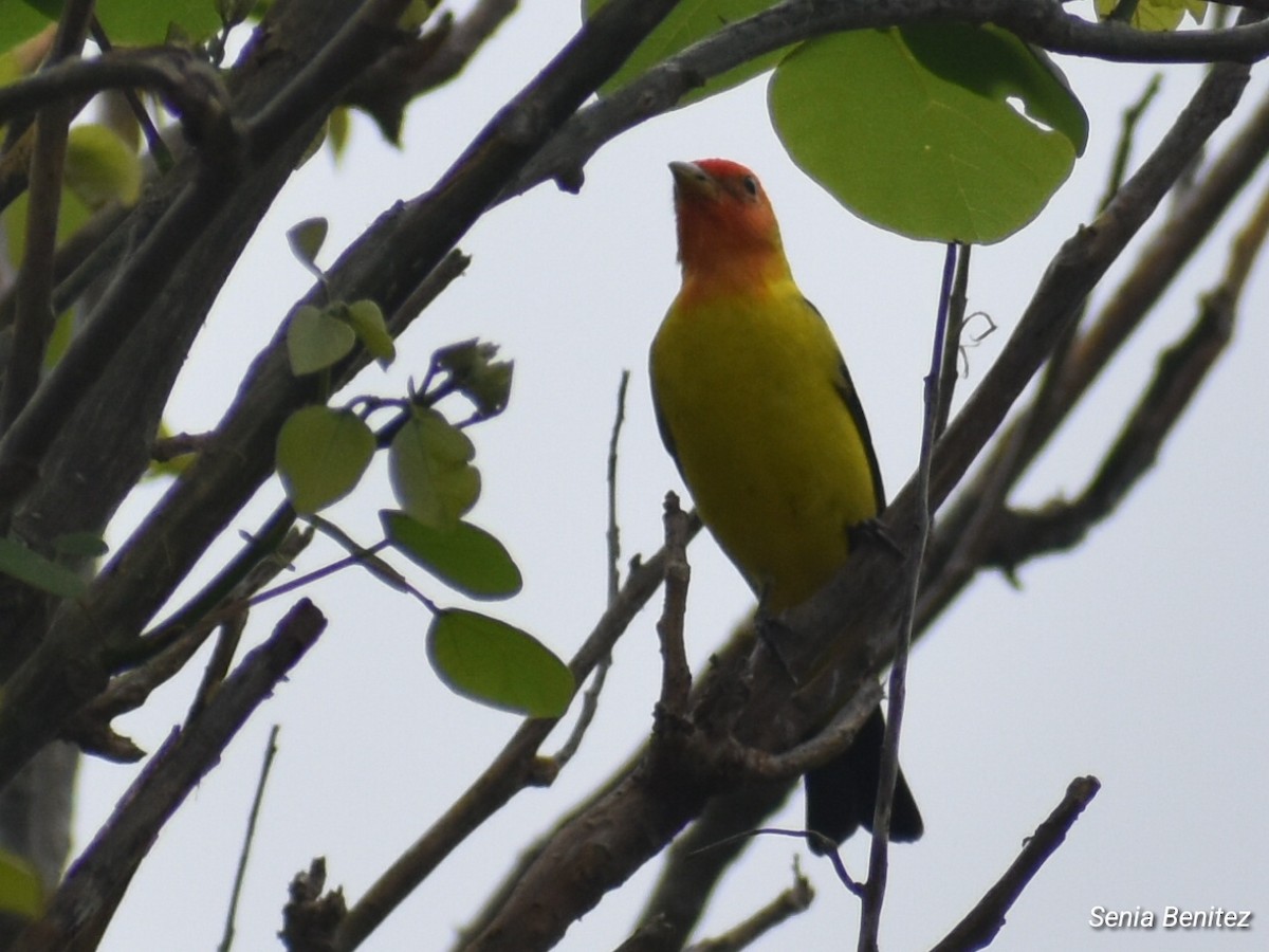 Western Tanager - ML617734964