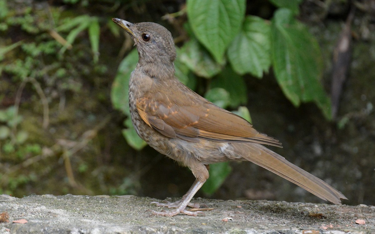 Pale-breasted Thrush - ML617734988