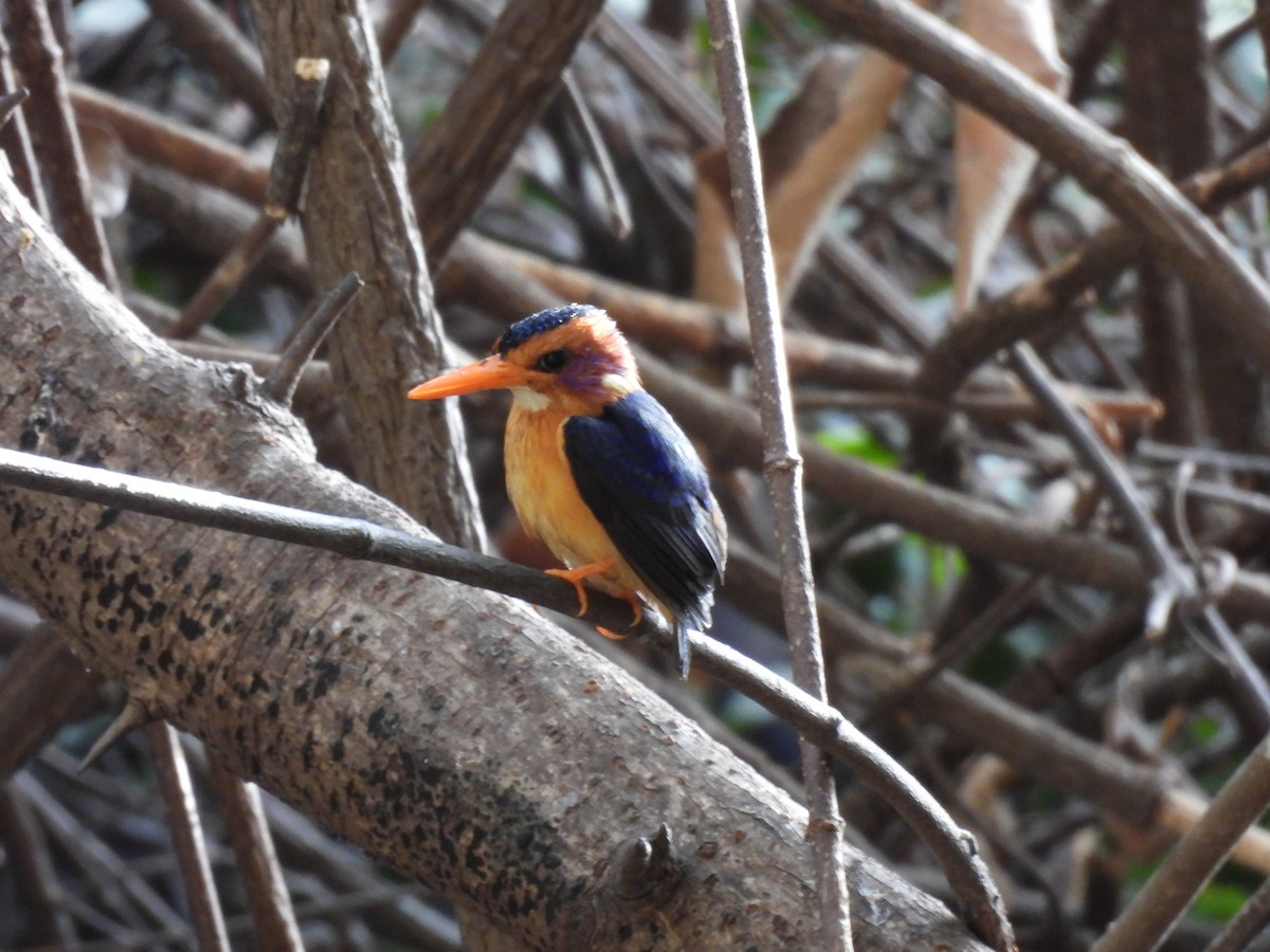 African Pygmy Kingfisher - ML617734998