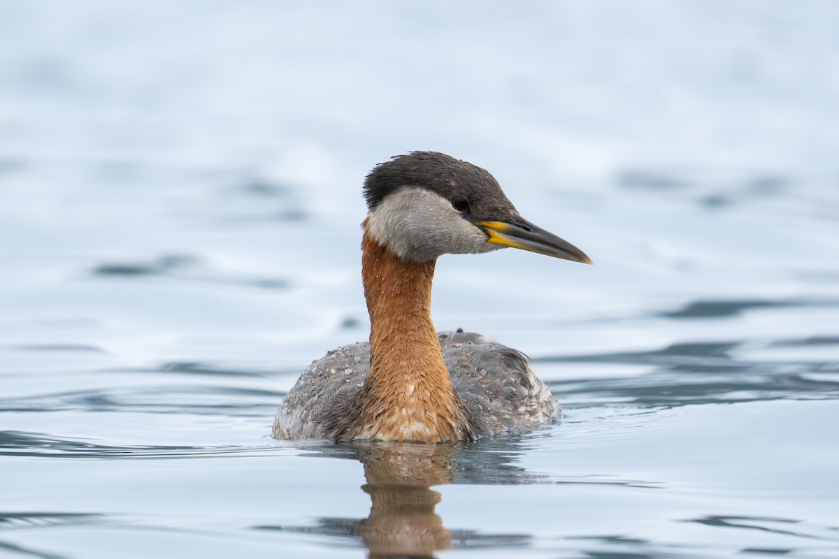 Red-necked Grebe - ML617735002