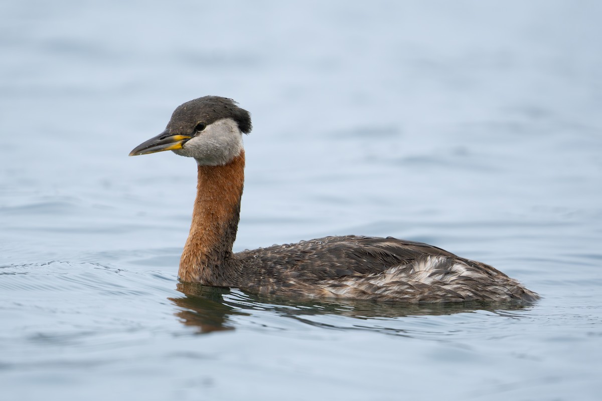 Red-necked Grebe - ML617735003