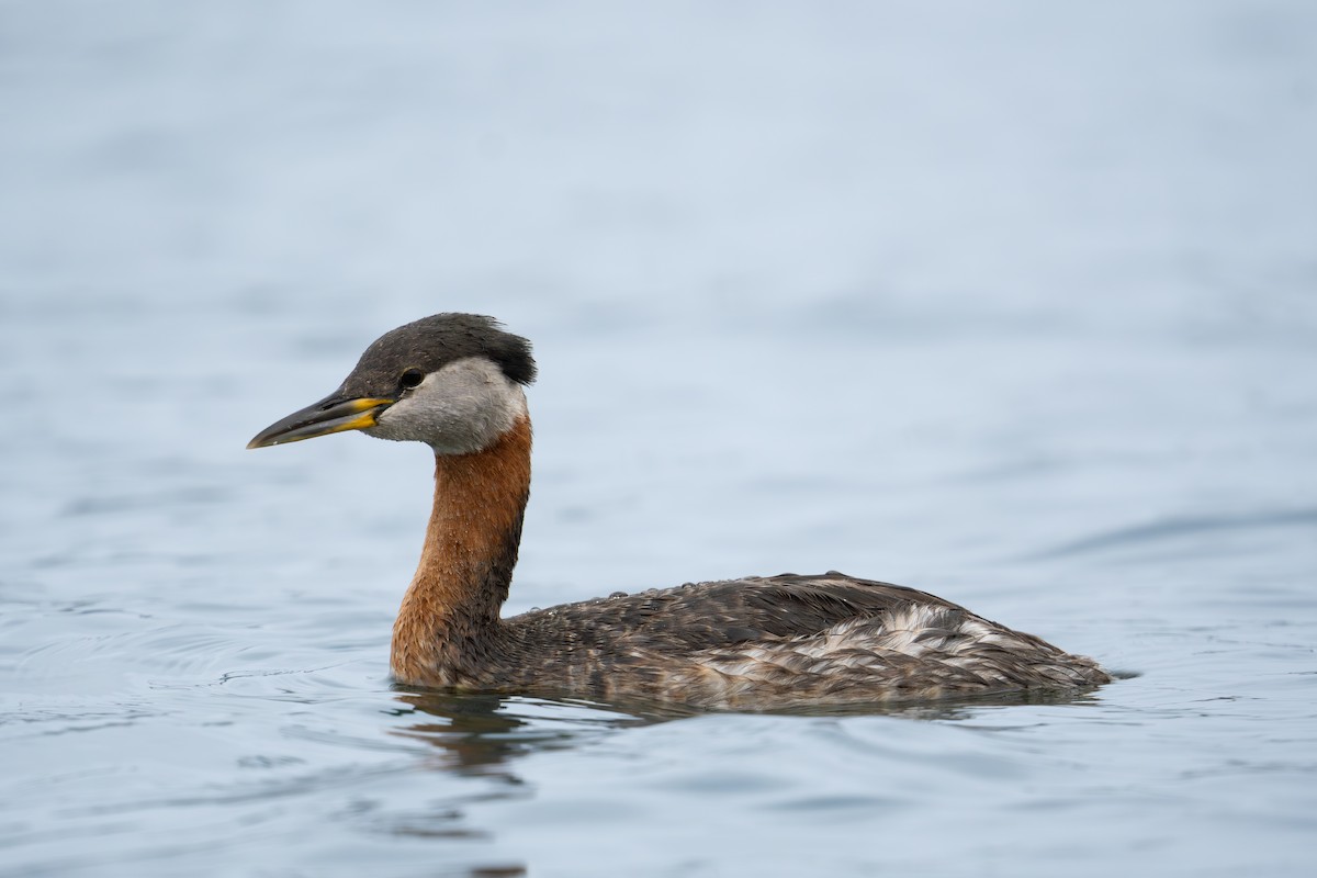 Red-necked Grebe - ML617735004