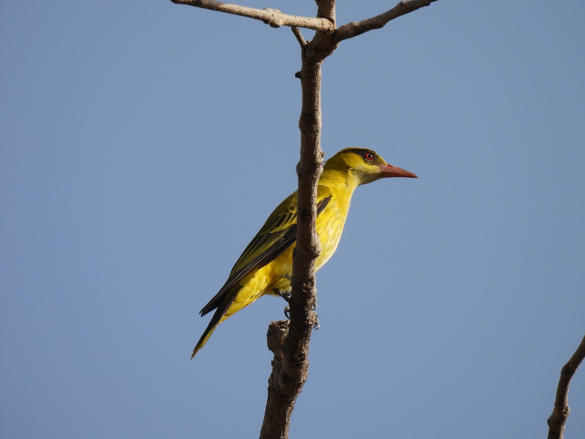 African Golden Oriole - Toby Phelps