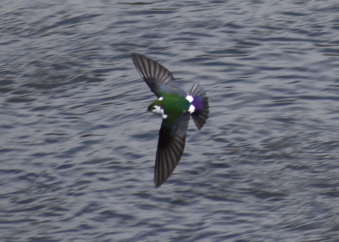 Violet-green Swallow - ML617735035