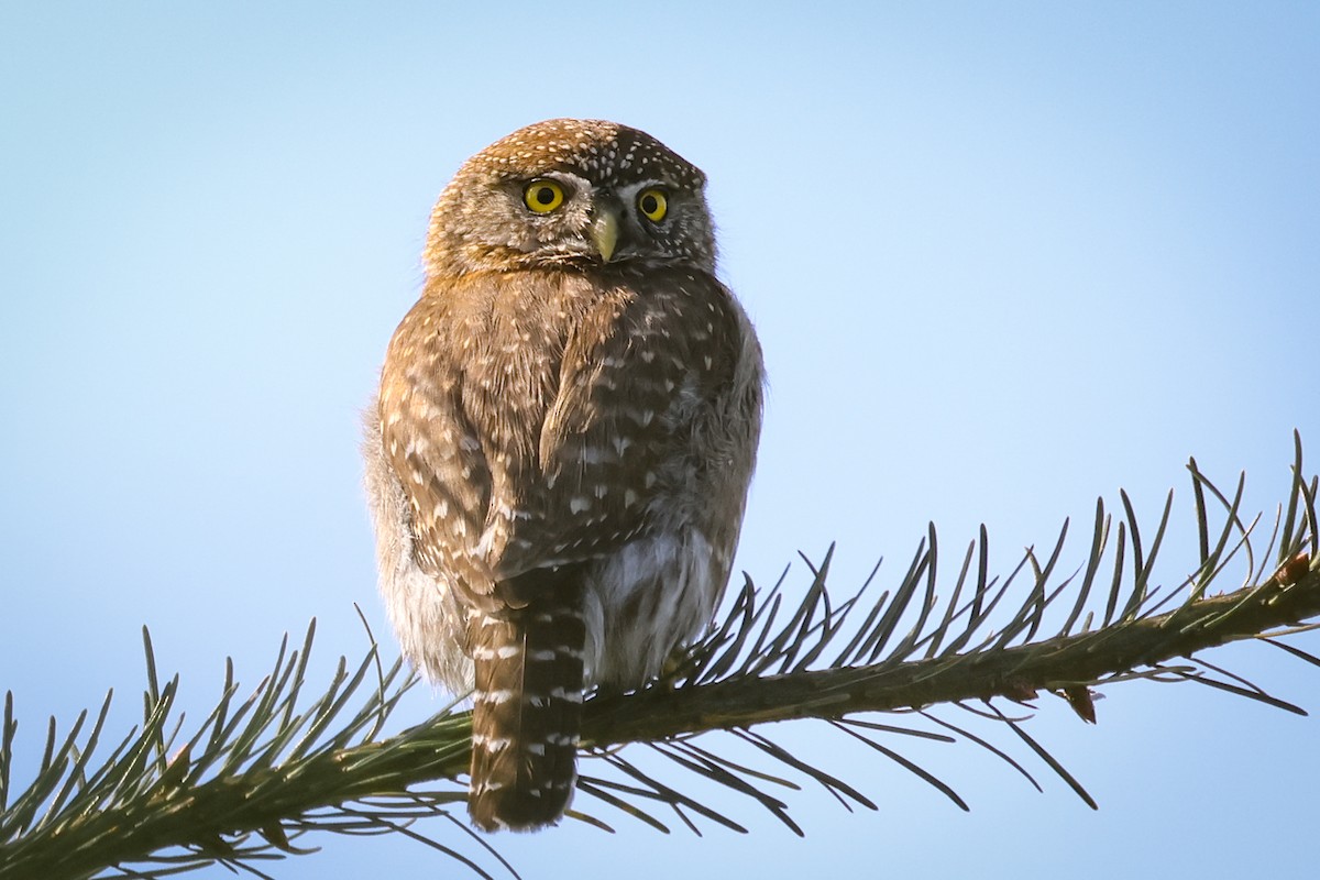 Northern Pygmy-Owl - ML617735072