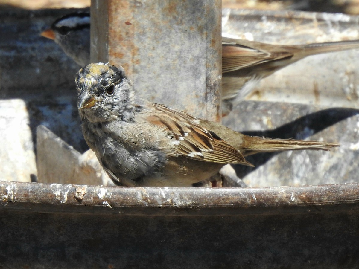 Golden-crowned Sparrow - ML617735085