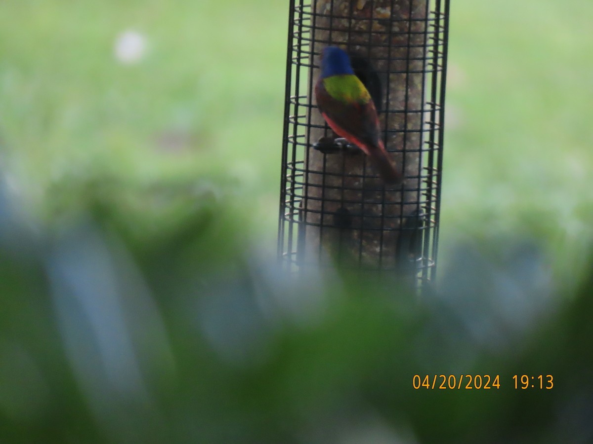 Painted Bunting - ML617735109