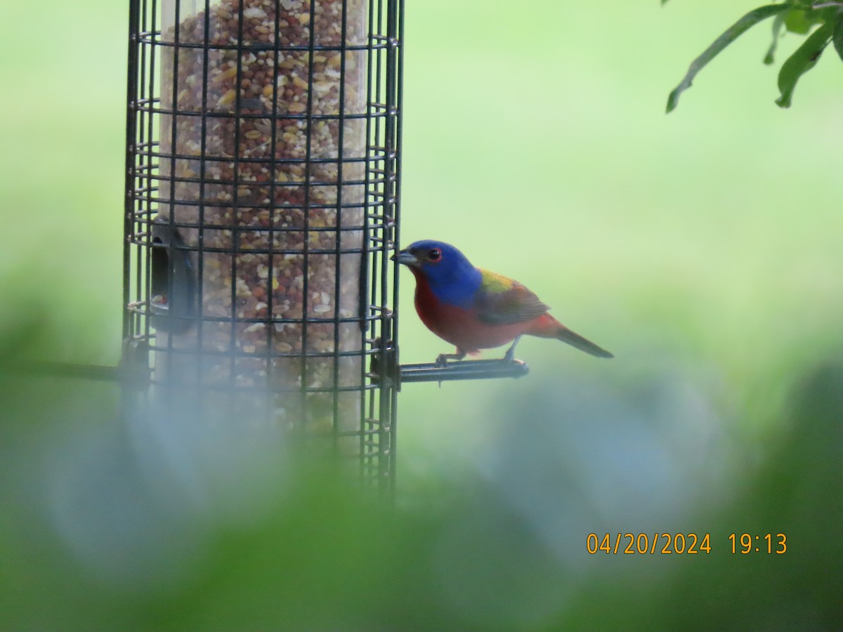 Painted Bunting - ML617735110