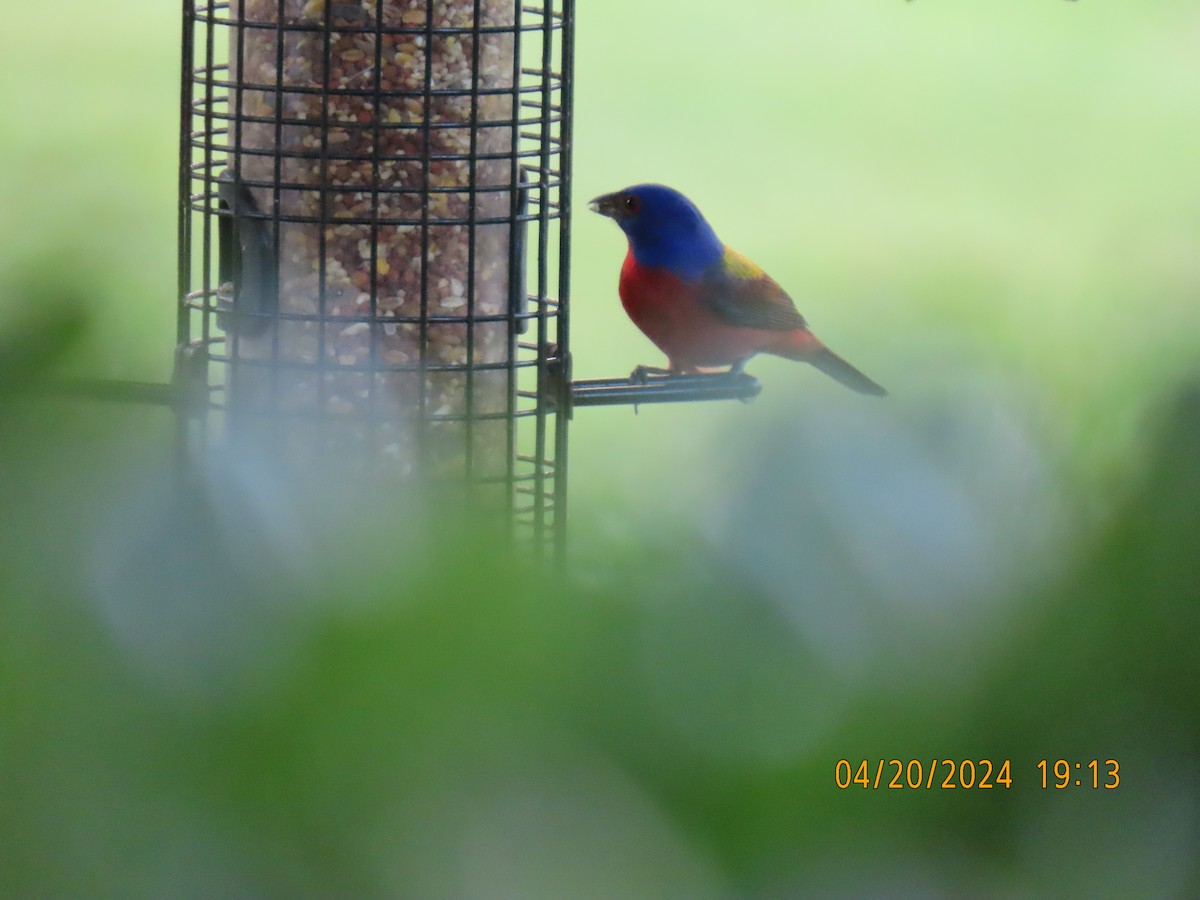 Painted Bunting - ML617735111