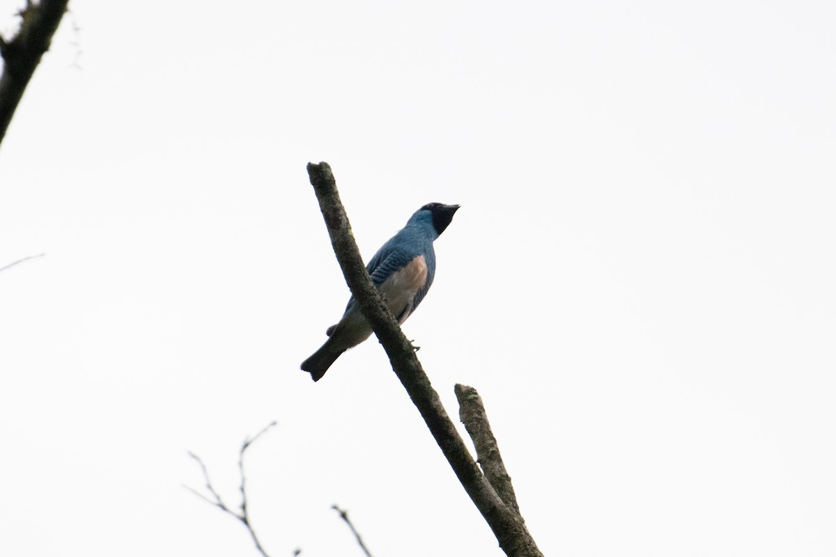 Swallow Tanager - ML617735114