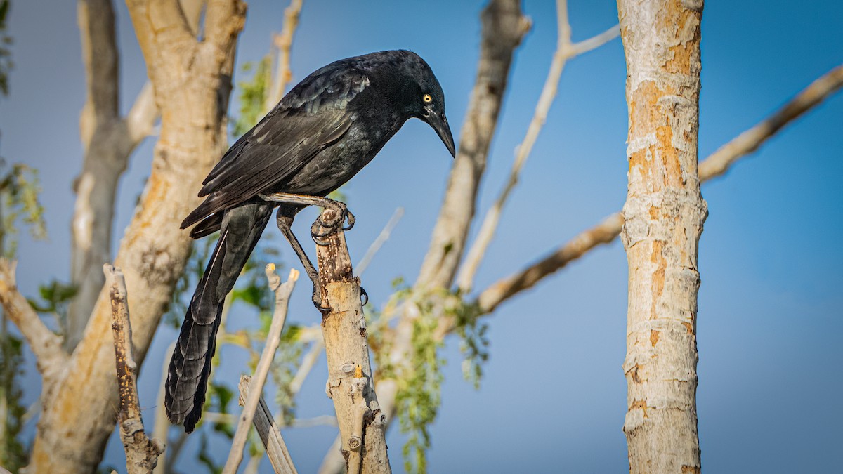 Great-tailed Grackle - Michael McGovern