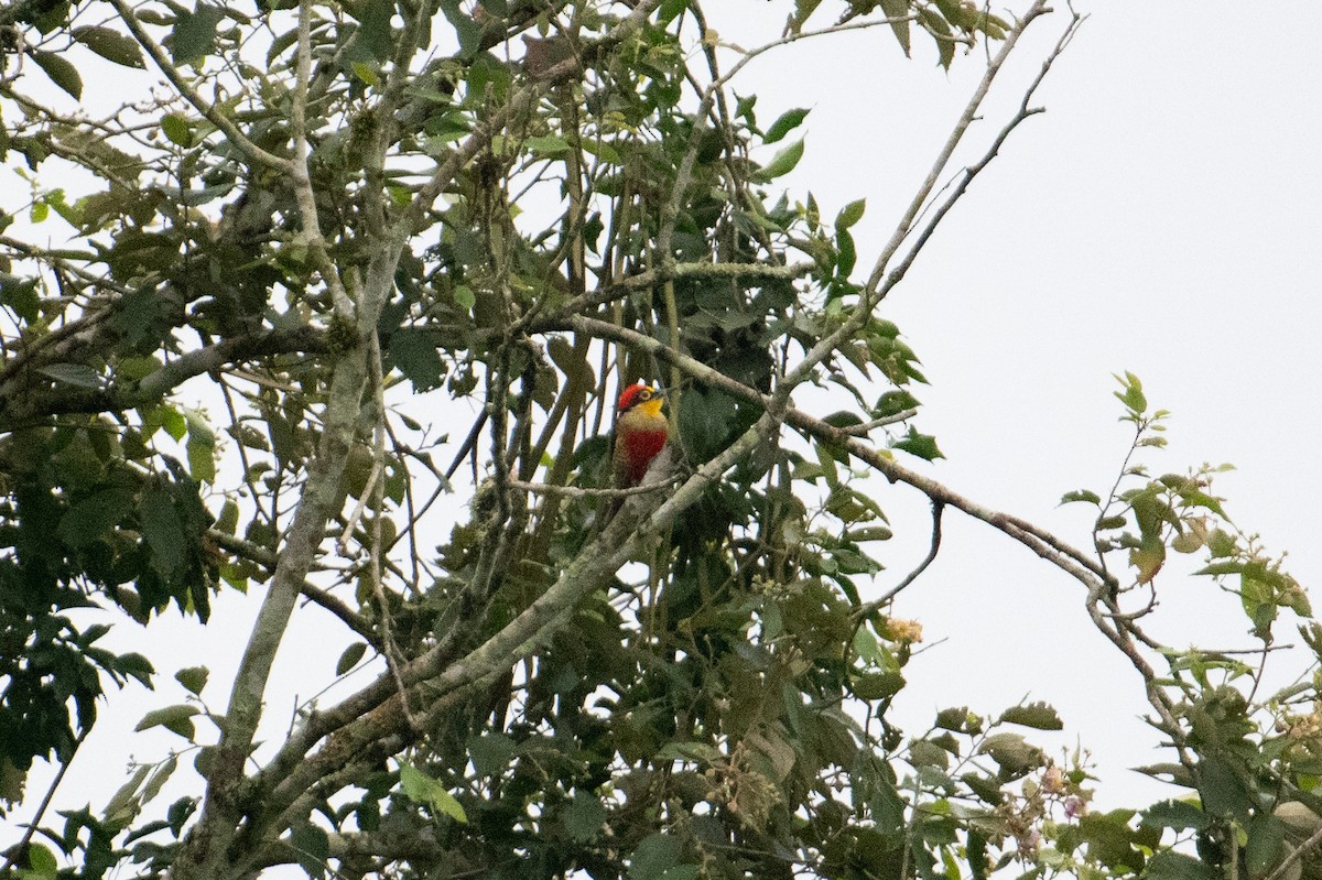 Yellow-fronted Woodpecker - ML617735122