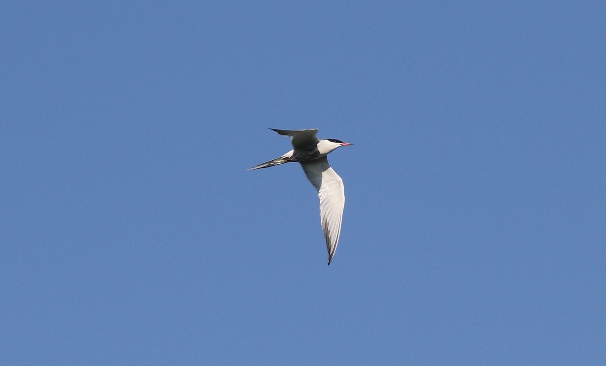 Common Tern - ML617735141