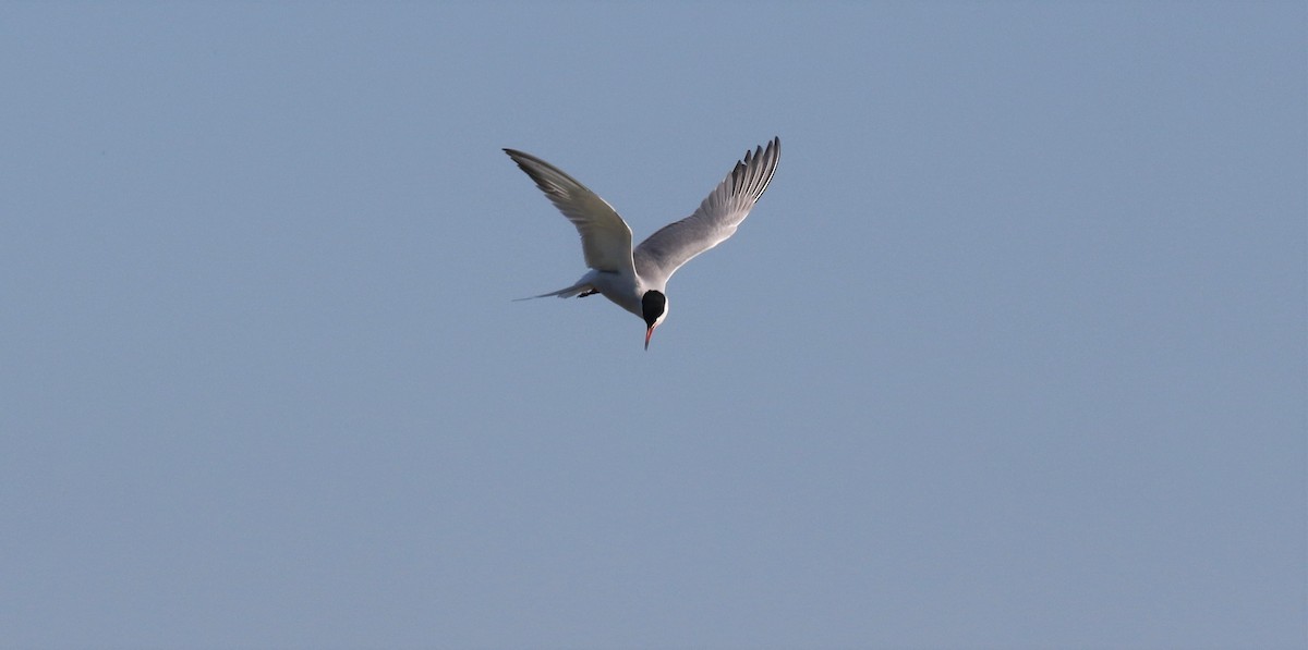 Common Tern - Paul Anderson