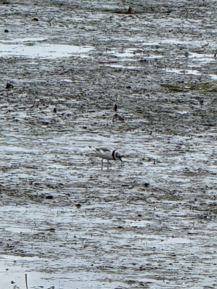Piping Plover - ML617735155
