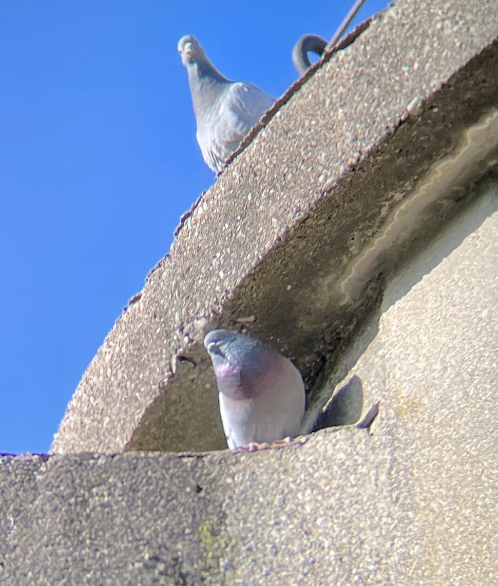 Rock Pigeon (Feral Pigeon) - ML617735204