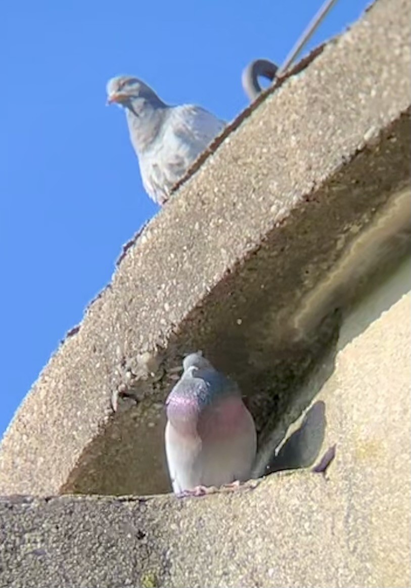 Rock Pigeon (Feral Pigeon) - ML617735205